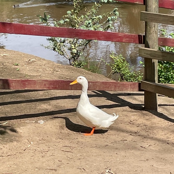 Meet your Posher, Claire - Picture 2 of 2